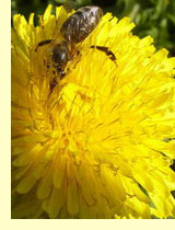 Одуванчик лекарственный (Taraxacum officinale Wigg.) Одуванчик лекарственный (Taraxacum officinale Wigg.)